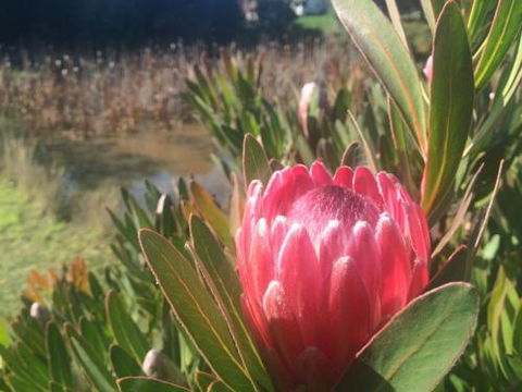 Creswick Cabin Retreat - VIC Tourism 0