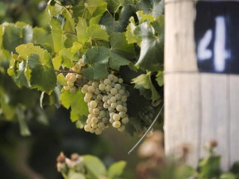 Ingenia Holidays Mudgee Valley - VIC Tourism 0