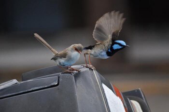 Edgewater Motel Ulladulla - VIC Tourism 1