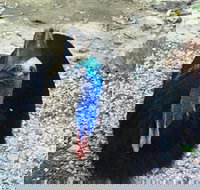 Licuala Lodge - VIC Tourism