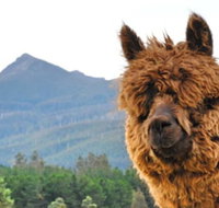 Maydena Mountain Cabins - VIC Tourism