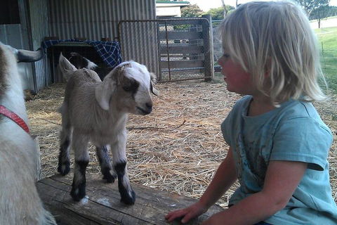 Fernleigh Farmstay & Bike Park - VIC Tourism 5