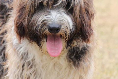 Harmony Bed & Breakfast - VIC Tourism 3