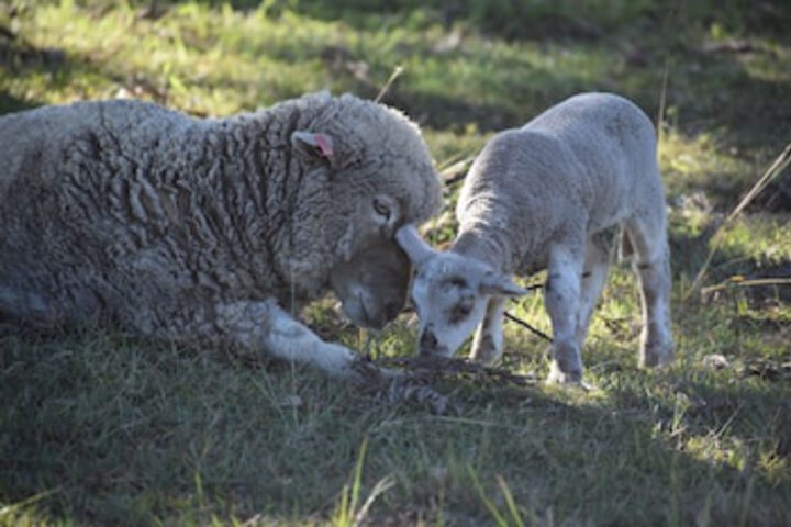 Boyland QLD VIC Tourism