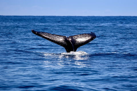 Woolgoolga Beach Holiday Park - VIC Tourism 2