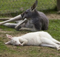A Twist of Willow - VIC Tourism