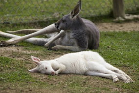 Book Mount Eliza Accommodation Vacations VIC Tourism VIC Tourism