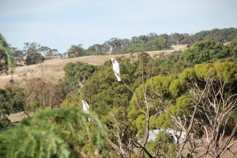 Mancuso Country Cottage Retreat - VIC Tourism 6