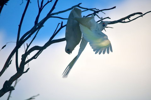 Tenterfield Cottage Holiday House - VIC Tourism 0