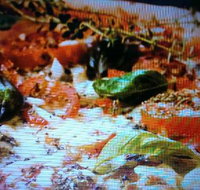 Alfio's Pizzeria - VIC Tourism