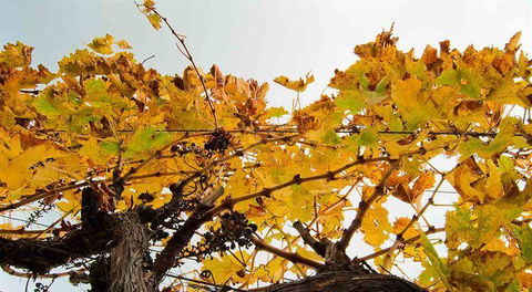 Arimia Restaurant And Winery - VIC Tourism 9