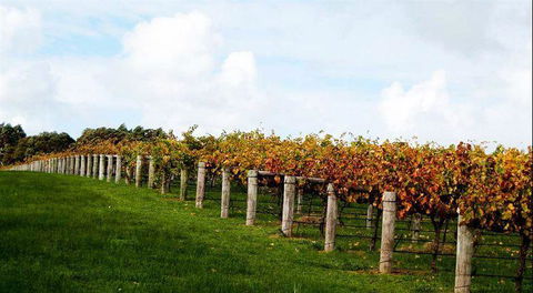 Arimia Restaurant And Winery - VIC Tourism 10