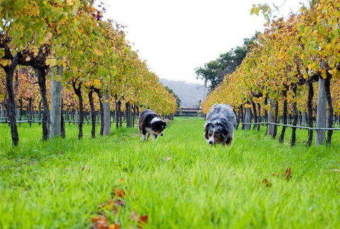 Arimia Restaurant And Winery - VIC Tourism 12