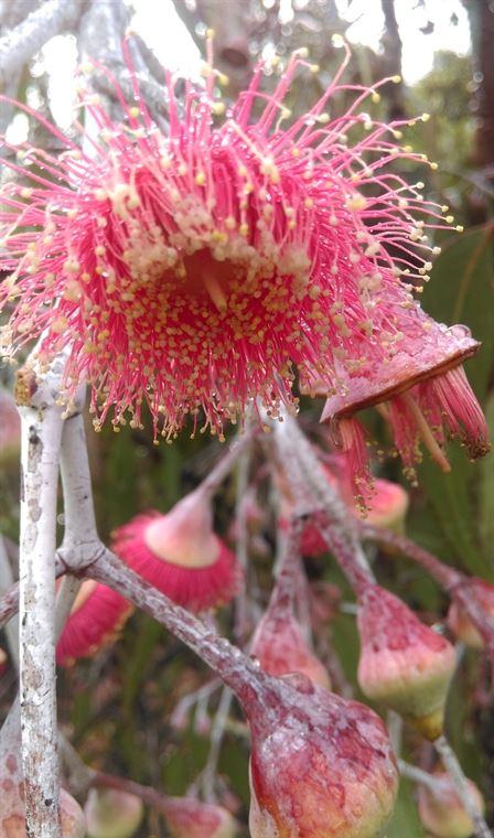 Arimia Restaurant And Winery - VIC Tourism 20