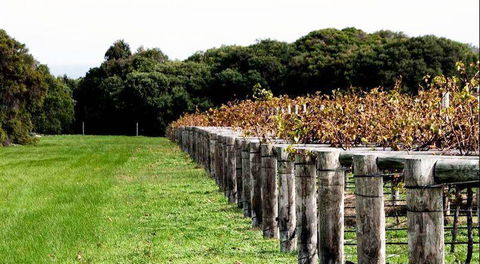 Arimia Restaurant And Winery - VIC Tourism 5