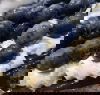 Uptown Patisserie - VIC Tourism