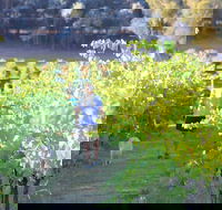 Tallagandra Hill Winery - VIC Tourism