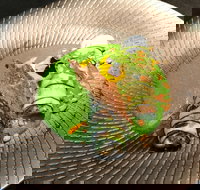 Fireplace - VIC Tourism