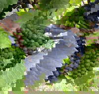 Marcus Hill Vineyard - VIC Tourism