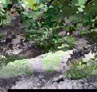 Nick Haselgrove Wines - VIC Tourism