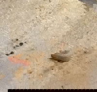 Gino's Pizza - VIC Tourism