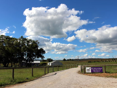 Short Sheep Micro-Winery - VIC Tourism 0