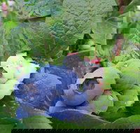 Tuckerberry Hill - VIC Tourism