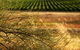 Haselgrove Wines - thumb 1