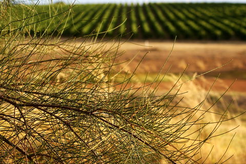 Haselgrove Wines - VIC Tourism 1
