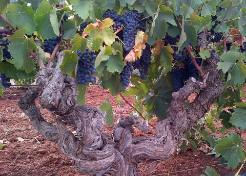 John Duval Wines - VIC Tourism 2