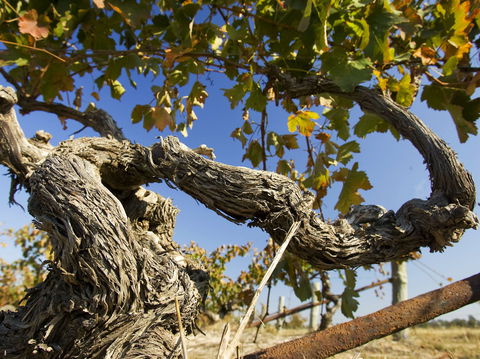 Jones Winery & Vineyard - VIC Tourism 2