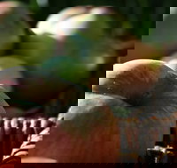 Denmark Heritage Cider Company - VIC Tourism