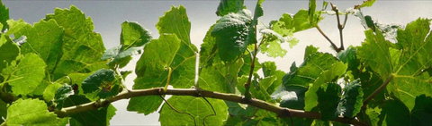 Angullong Cellar Door - VIC Tourism 2