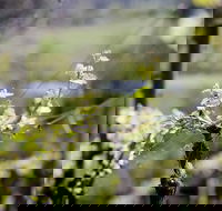 Barrgowan Vineyard - VIC Tourism