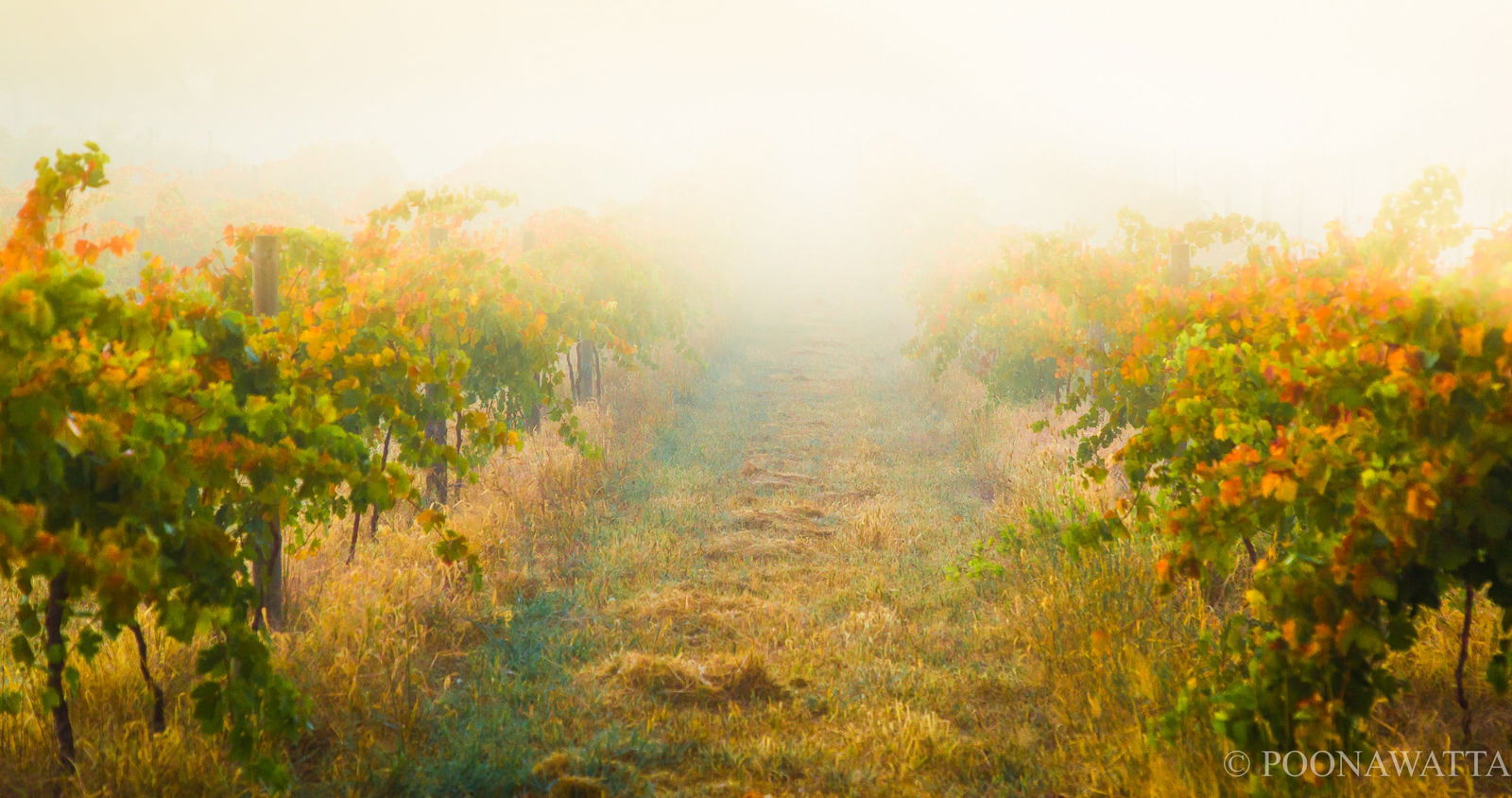 Flaxman Valley SA VIC Tourism