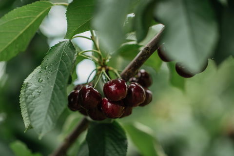 Cherryhill Orchards - VIC Tourism 1