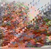 M Deli Cafe - VIC Tourism