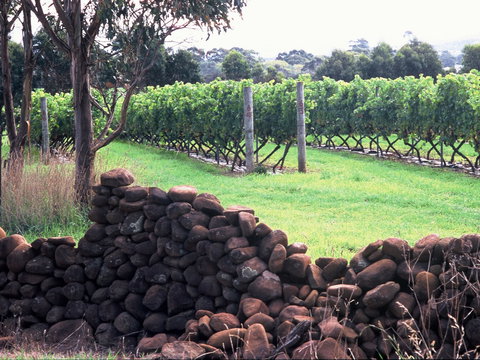 Spring Vale Vineyard - VIC Tourism 0