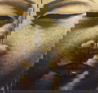 Mao's Thai Restaurant - VIC Tourism