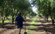 Catania Fruit Salad Farm Griffith - thumb 1