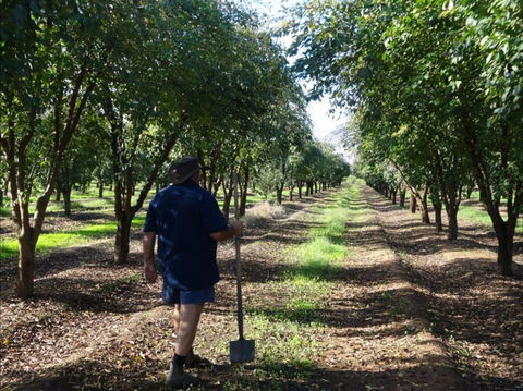 Catania Fruit Salad Farm Griffith - VIC Tourism 1