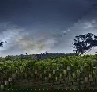 Dalrymple Vineyards - VIC Tourism