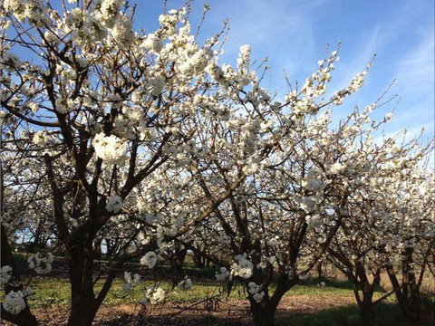 Allambie Orchard And Cafe - VIC Tourism 0