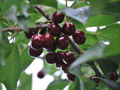 Allambie Orchard And Cafe - VIC Tourism 1