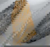 Chipper Fish - VIC Tourism