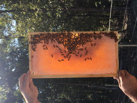 Clayridge Honey - VIC Tourism 0