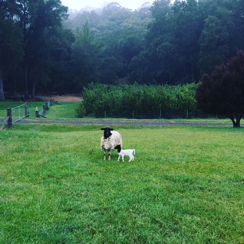 Goat Hill Farm - VIC Tourism 0