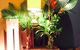 Bellagio Cafe - thumb 0