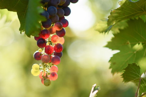 Raleigh Winery - VIC Tourism 0