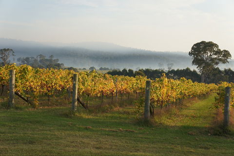 Rusty Fig Wines - VIC Tourism 1